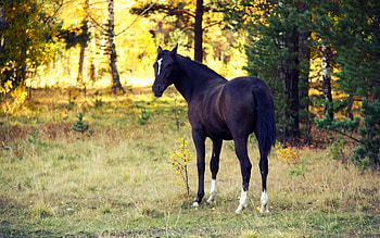 Animals, Horses HD wallpaper