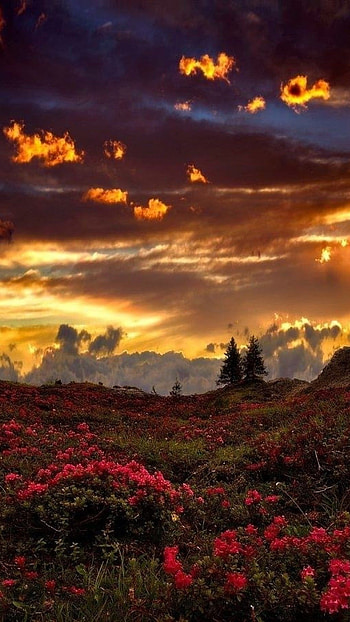 Beautiful For, Flowers, Background HD phone wallpaper