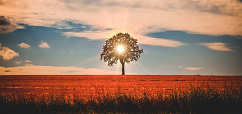 Landscape, tree, clouds, sky, sun rays HD wallpaper