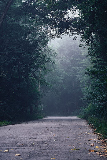 Nature, Trees, Road, Turn, Forest, Fog HD phone wallpaper
