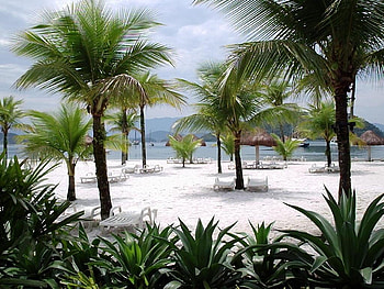 Beach, nature, sand, palm trees HD wallpaper