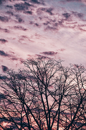 Nature, Sky, Clouds, Wood, Tree, Branches HD phone wallpaper
