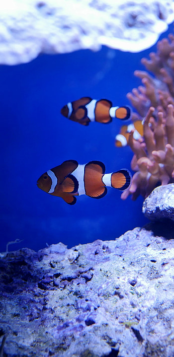 Clownfish, Great Barrier Reef HD phone wallpaper