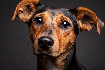 Dog, sweet, pay, dogs, puppies, cute, beautiful, beauty, playful, playful dog, puppy, dog face, pretty, animals, face, bubbles, lovely HD wallpaper
