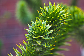 House, green plants, leaves HD wallpaper