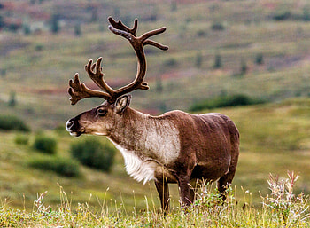 Caribou's climate change, Conservation efforts, Plant survival, Ecosystem dynamics HD wallpaper
