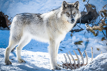 Wolf, animal, howl, snow HD wallpaper