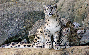 Animals Â· Clouded Leopard Backgrounds HD wallpaper