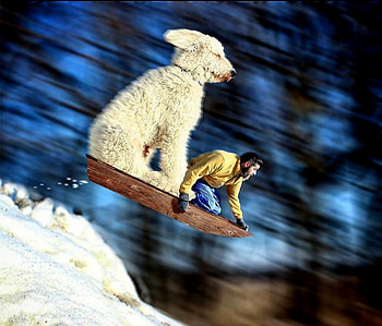 Big Dogs On Sled, Man, Winter, Goldendoodle, Sled, Dogs, Snow, Big HD wallpaper