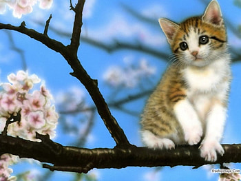sitting pretty, cats, kitten, pretty, tree HD wallpaper