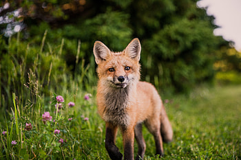 Animals, Grass, Fox, Muzzle, Sight, Opinion, Wildlife HD wallpaper