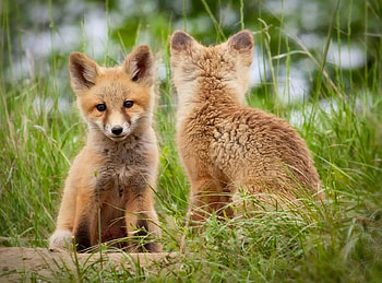 wildlife, sweet, nature, wild, fox, little HD wallpaper