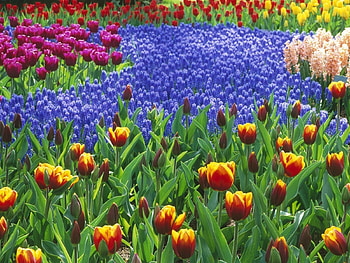 Plants, Flowers, Background, Tulips HD wallpaper