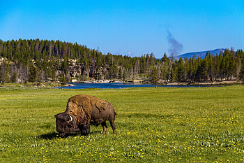 Yellowstone National Park, Native America Calling, National Park HD wallpaper