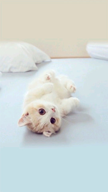 Cat, kitten, baby HD phone wallpaper