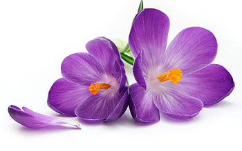 Plants, Flowers, Violet HD wallpaper