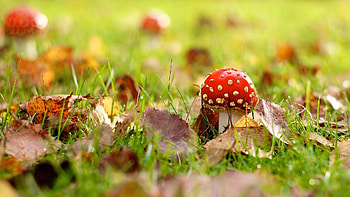 Red mushroom, Amanita mucaria, mobile tablet, morel mushroom HD wallpaper