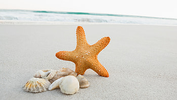 Starfish, Animals, Beach, Sand HD wallpaper