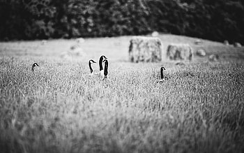 Animals, Grass, Ducks, Field, Bw, Chb HD wallpaper