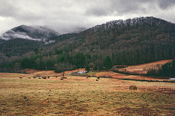 Nature, Trees, Grass, Mountains, Fog, Plain HD wallpaper