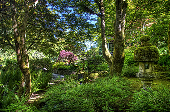Nature, Trees, Fern, Moss, Garden HD wallpaper