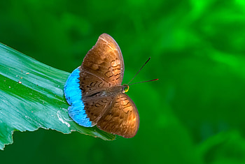 Pretty moth, graphy, closeup, brown, pretty, bugs, one, green, single, nature, moth HD wallpaper