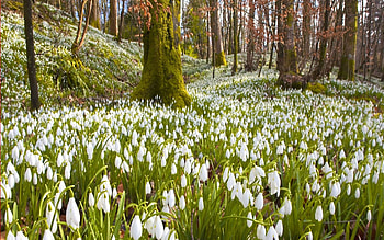 Spring, Nature, Flowers, Trees, Grass, Snowdrops HD wallpaper