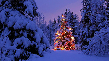 Christmas tree covered, Snowy landscape, Winter wonderland, Holiday season HD wallpaper