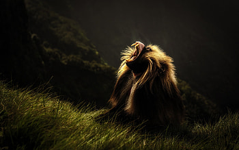 Baboon pose, Dark background, Wool silhouette, Nature graphy HD wallpaper