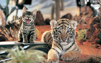 Tiger Cat, tiger, cat, animals HD wallpaper