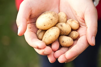 Close-up of freshly harvested baby potatoes held in hands. Ideal for farming and food themes. HD wallpaper
