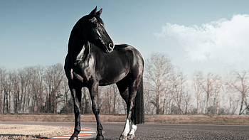 Black horse , Race track, Clear sky HD wallpaper