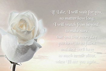 Until then, rose, words, white, flower HD wallpaper