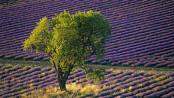 Lavander field (France), lavander, nature, france, field HD wallpaper