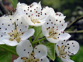 Fruit flowers blooming in spring, white, fruit, flowers, spring, bloom HD wallpaper