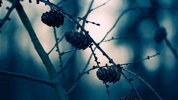 Plants, Cones HD wallpaper