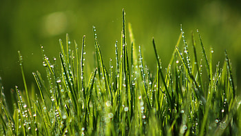 Dew, Grass HD wallpaper