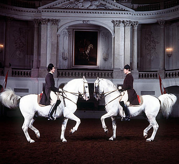 Lipizzaner Pas de deux, noble, horses, white, vienna HD wallpaper