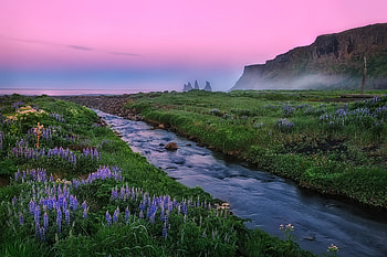 The wild beauty of Vik, Flowers, Dog, Mountain, Shore, Iceland HD wallpaper