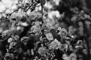 Flowers, Bush, Macro, Bloom, Flowering, Branch, Bw, Chb HD wallpaper