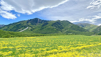 Northern Utah - Mendon, hills, blossoms, clouds, landscape, flowers, sky, spring, usa HD wallpaper