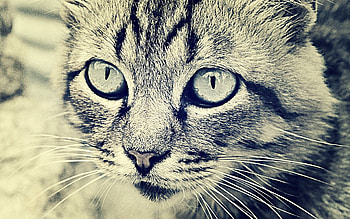 Animals, Cat, Muzzle, Eyes, Bw, Chb HD wallpaper