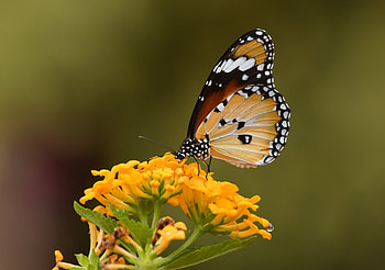 Flower, Macro, Blur, Insect, Butterfly HD wallpaper