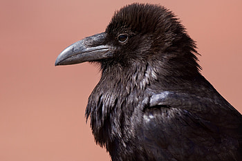 Black raven, Animal bird, , Jooinn HD wallpaper