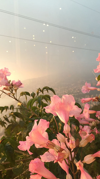 Flowers Aesthetic, Adorable, Background HD phone wallpaper