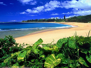 deserted beach, clouds, trees, sand, water HD wallpaper