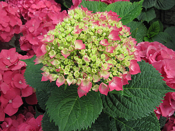 Colorful Flowers a garden makeup 30, Hydrangeas, graphy, green, red, Hydrangeas green, leaf, flowers HD wallpaper