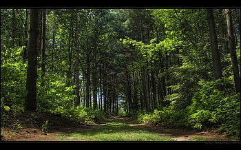 green forest, beautiful, nature, forest, green HD wallpaper
