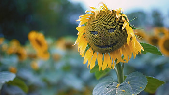 Sunflower Smiley, sunflower, smiling HD wallpaper