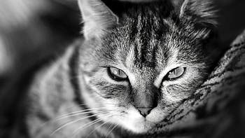 Surreal cat art, , Playful kitties, Colorful fur HD wallpaper